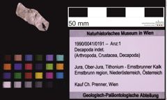 Foto (Objekt + Etiketten) von Decapoda indet. (NHMW-GEO-1990-0041-0191)